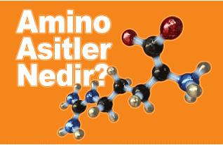 Amino Asitlerin Fonksiyonları Nelerdir?